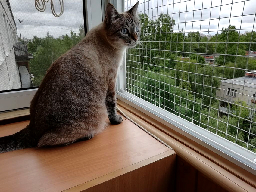 Lưới An Toàn Chống Mèo